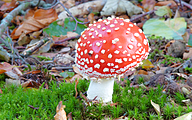 Fly Agaric (Amanita muscaria)